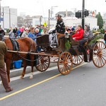 horse-and-crowd